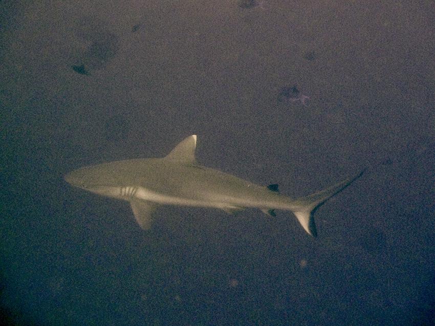 DivePoint Meedhupparu, Malediven