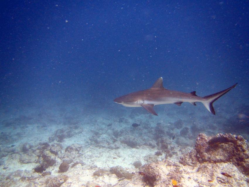 Shamar Divers Maamigili, Malediven