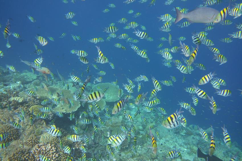 Ellaidhoo, Ari Atoll, Alfons Straub Dive & Sail, Malediven