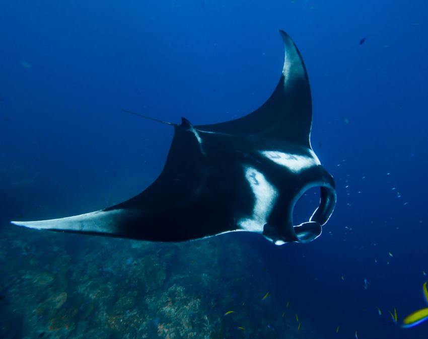 Manta Ray, Dive Shop Maldives, Fenfushi, Malediven