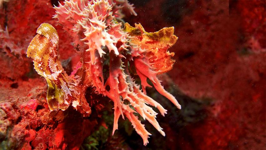 Red leaf scorpionfish in camouflage on a soft coral at Shane´s Reef