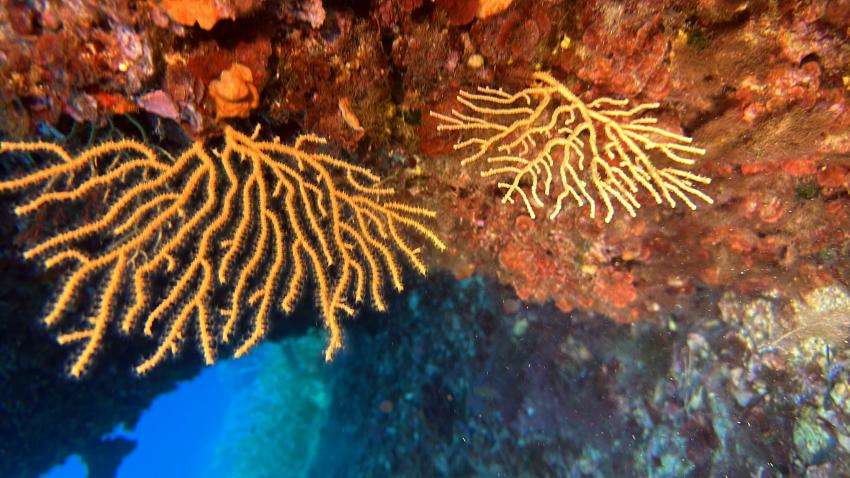 Aquarius, Capo Coda Cavallo, Italien, Sardinien