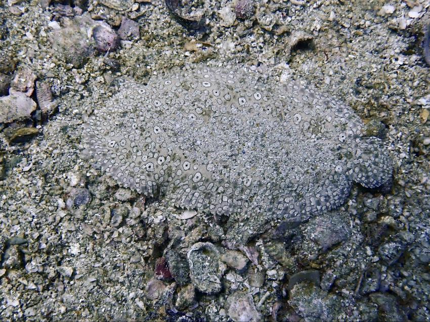 Aloha Diving, Rawai, Phuket, Thailand, Andamanensee