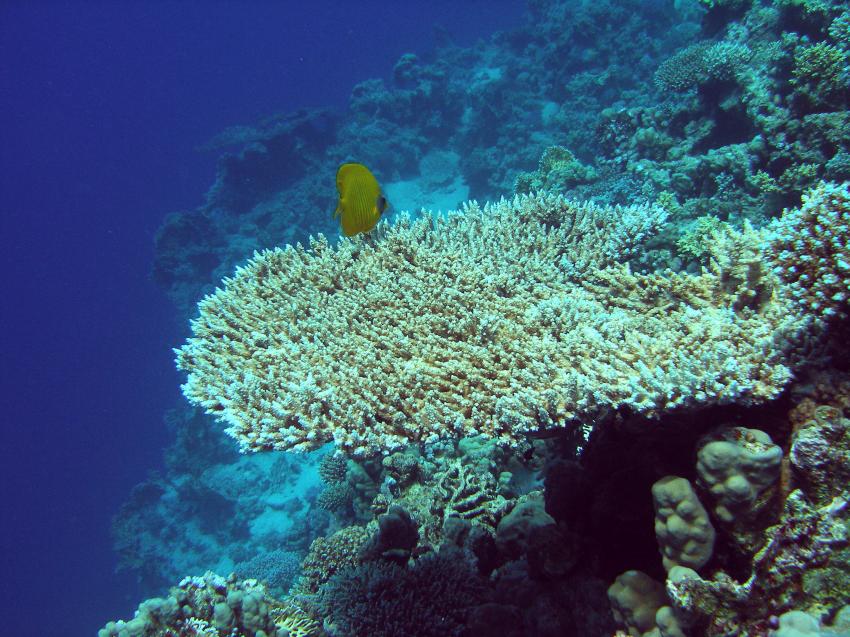 Makadi Bay, Makadi Bay,Ägypten