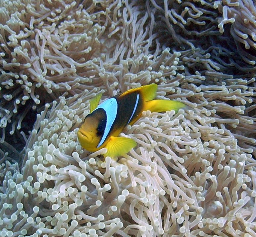 Safaga 01/2011 Teil 2, Safaga - allgemein,Ägypten