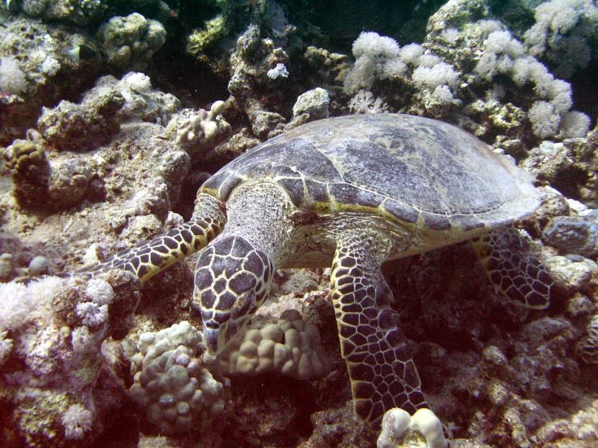 Safaga - Coral Garden