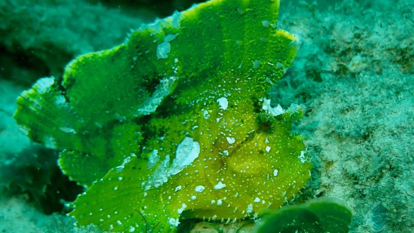 Diving Poseidon, Nungwi - Sansibar, Tansania