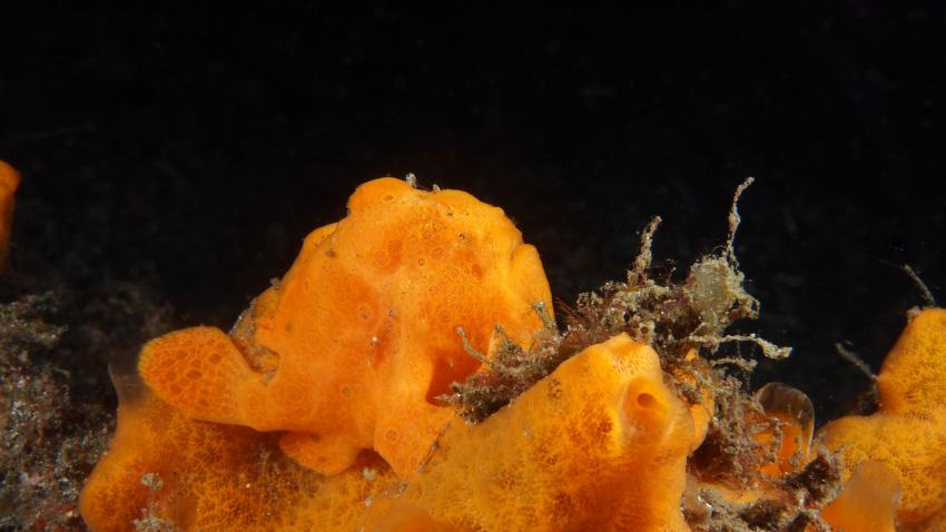 Frogfishmania Part 3, Lembeh Strait,Nord Sulawesi,Indonesien,Anglerfisch,Frogfisch