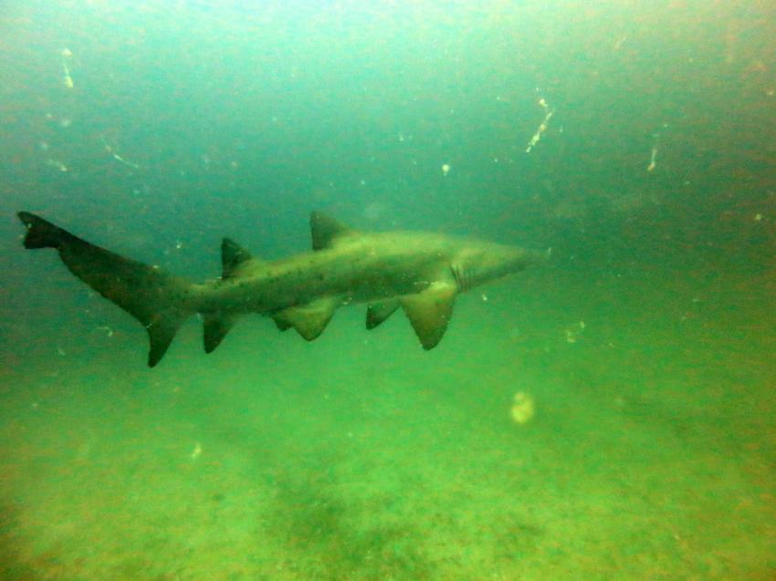 Sandtigerhai bei Brenton Island, Dive Expert-Tours ,   Südafrika, Südafrika