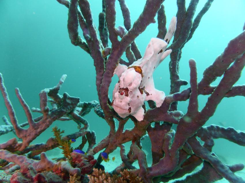 Tauchplatz Vaagali Thila, Frogfish, DivePoint Rannalhi, Malediven