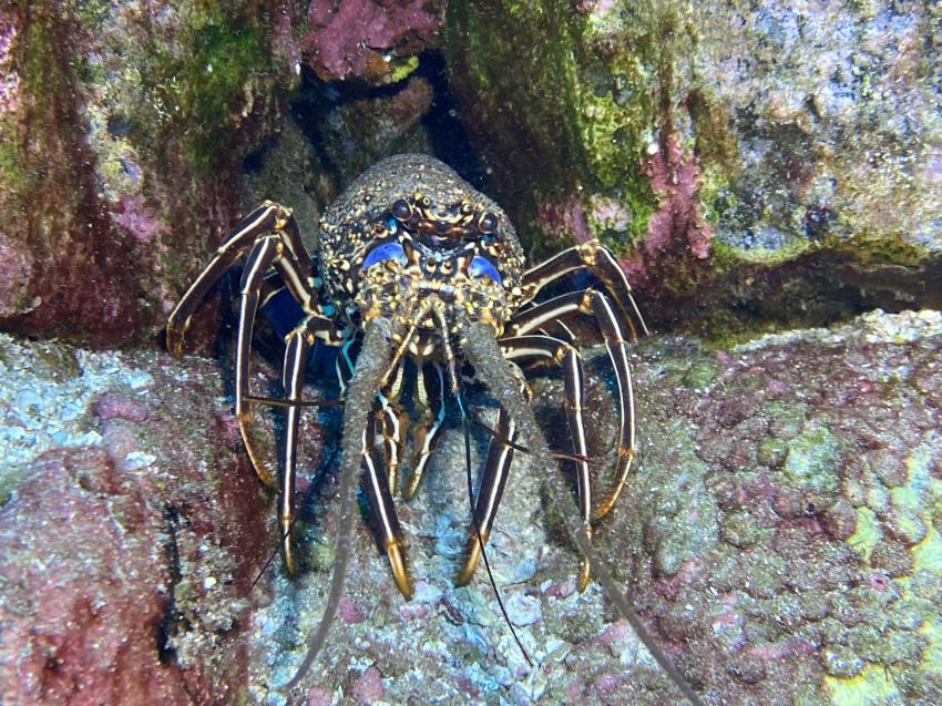 Hummer, Sub-Tropic Adventures, Jamestown - St.Helena, St. Helena, Ascension und Tristan da Cunha