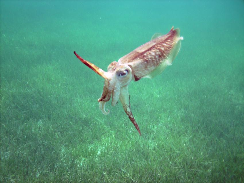 Halkidiki - Athos, Halkidiki - Athos,Griechenland