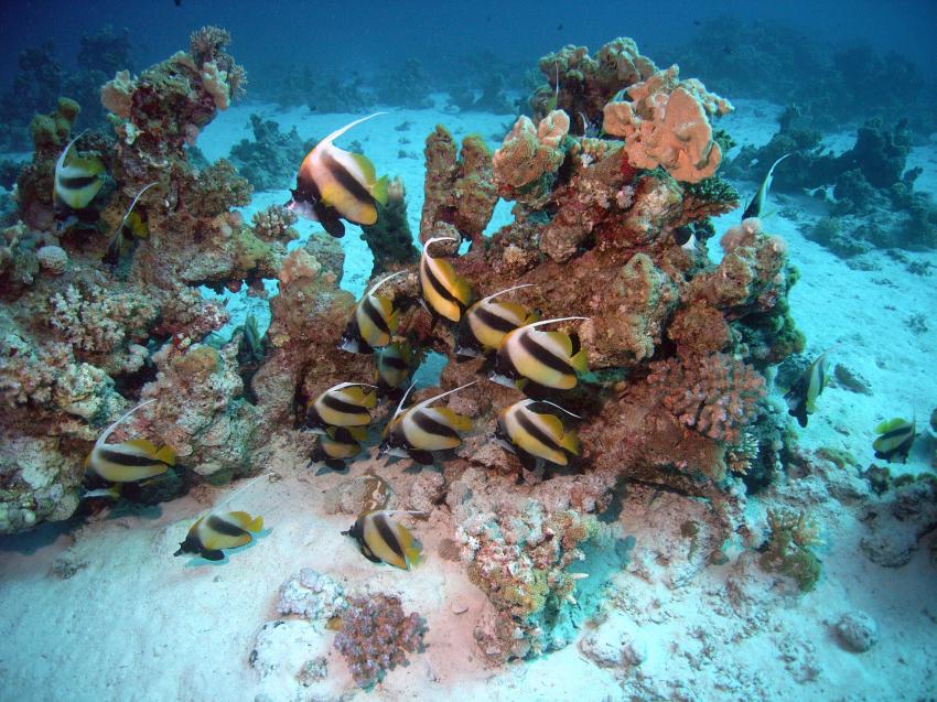 Safaga 01/2011 Teil 3, Safaga - allgemein,Ägypten