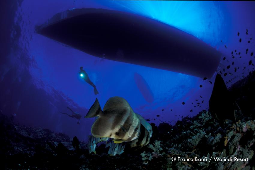 Kimbe Bay / Franco Banfi, Kimbe Bay, Papua-Neuguinea