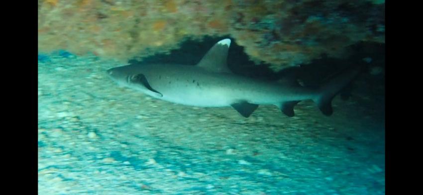 ORCA Dive Club Wadi Lahmy Azur / bei Hamata, Ägypten, Marsa Alam und südlich