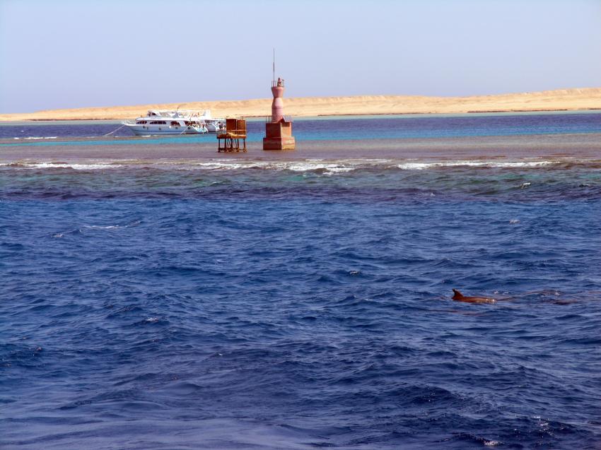 Hurghada, Hurghada - allgemein,Ägypten,Delfine,Schule