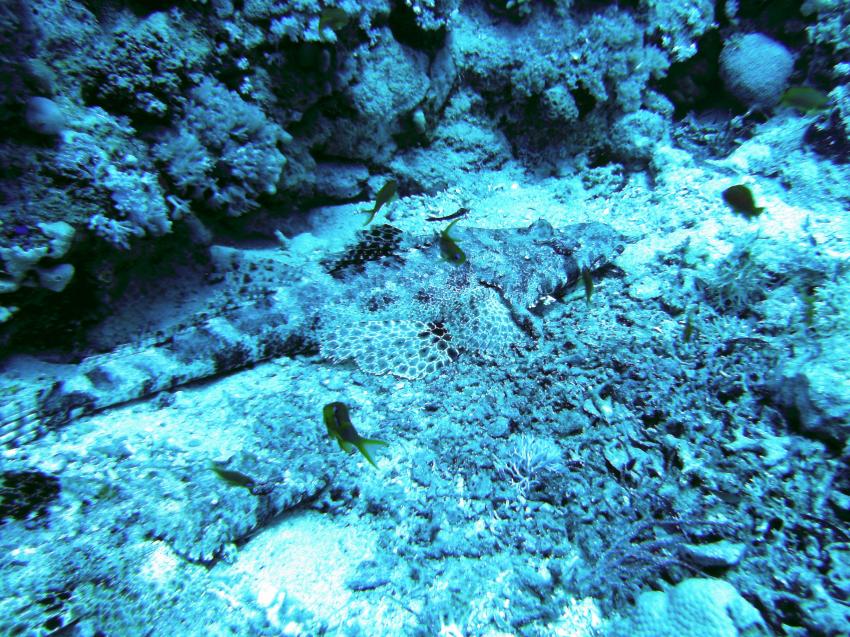 Yolanda Reef / Shark Reef & Anemone City (Sharm El Sheikh), Yolanda Reef / Shark Reef & Anemone City (Sharm El Sheikh),Ägypten