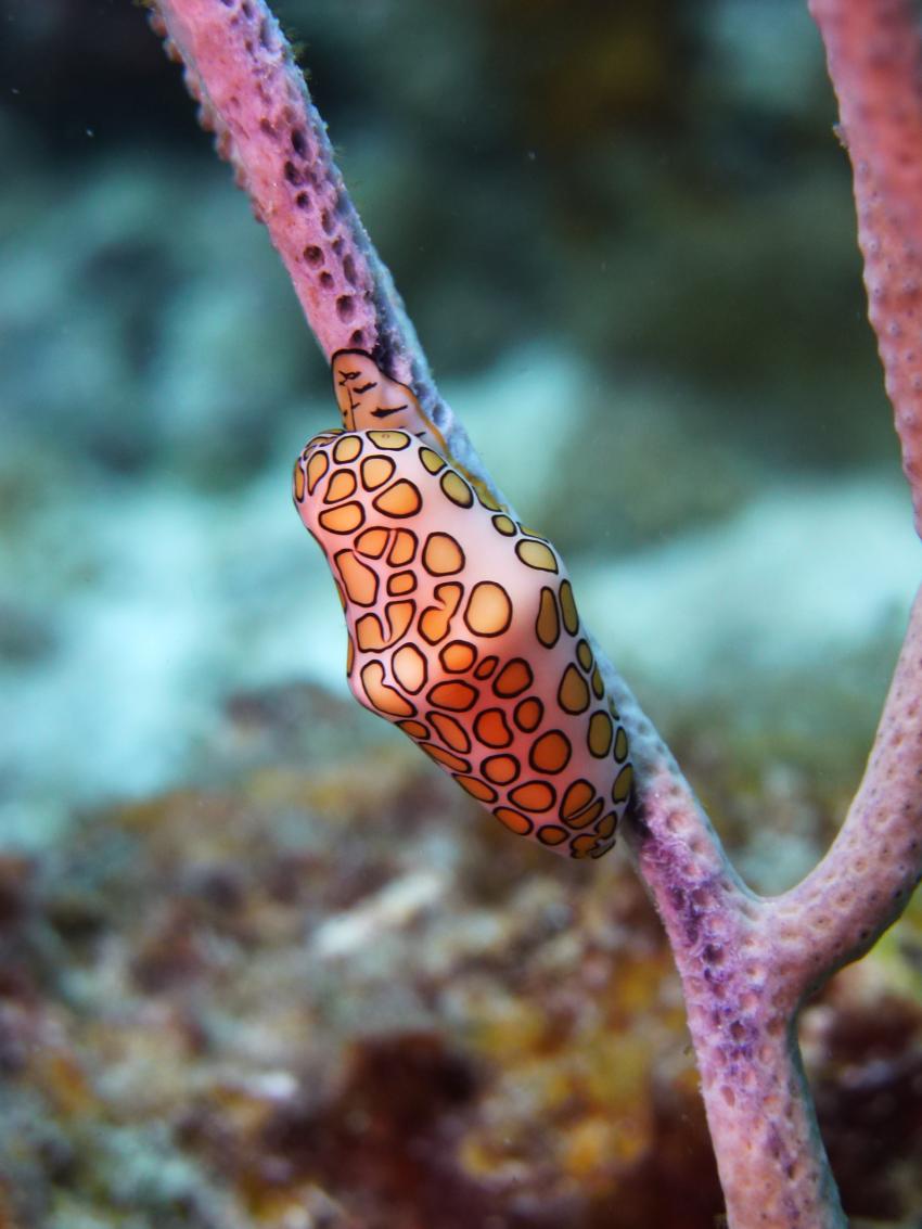 Nacktschnecke, Nudibranch, Koralle, Coral, Divers Republic, Niederländische Antillen, Curaçao