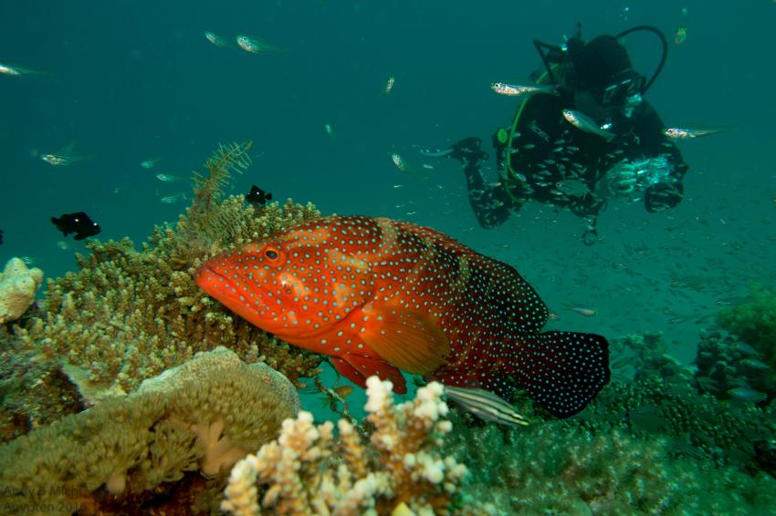Extra Divers, Makadi Bay, Ägypten, Safaga