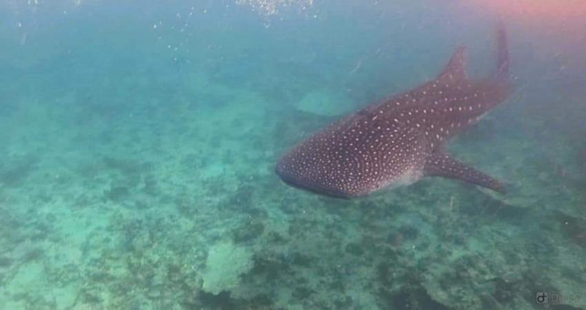 Dive Oceanus, Sun Island Resort, Süd Ari Atoll, ex Little Mermaid, Malediven