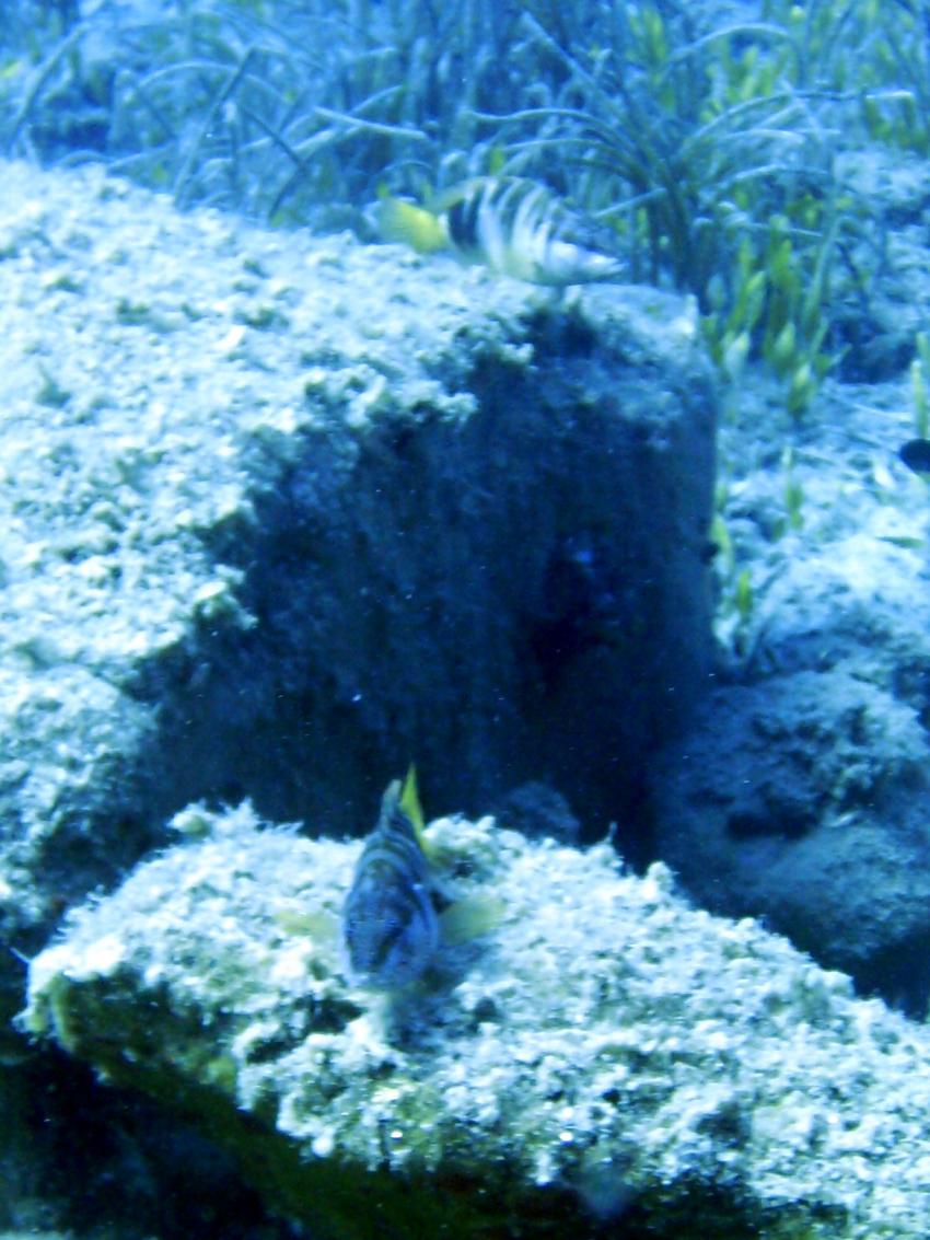 Bodrum - Turgutreis, Catal Ada - Cavern Reef, Bodrum - Turgutreis,Catal Ada - Cavern Reef,Türkei