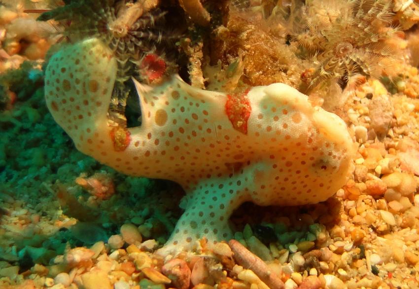 Bei den Cocktail Divers im Garden of Eden, Mindoro,Philippinen