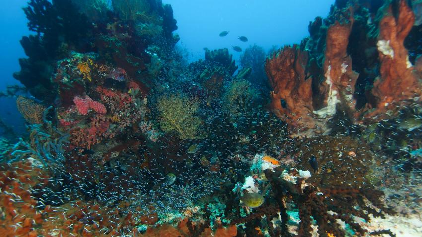 Extra Divers Spice Island , Indonesien