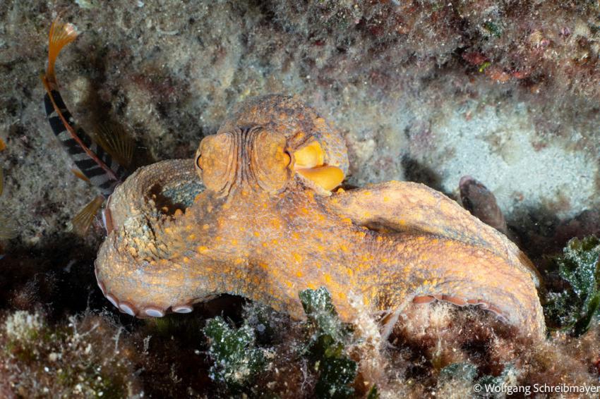 Punta Diving, Betina, Kroatien