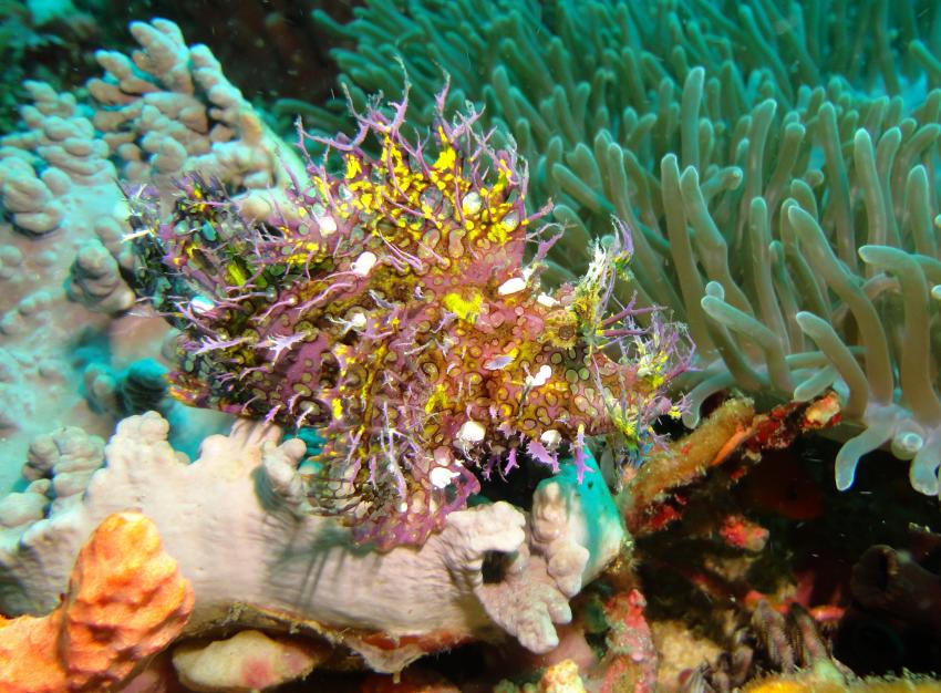 Bei den Cocktail Divers im Garden of Eden, Mindoro,Philippinen