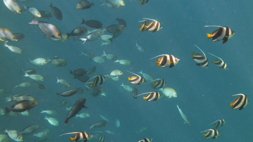 Viele Schwarmfische am Hausriff, Filitheyo, Diving Center Werner Lau, Nord Nilande Atoll, Malediven
