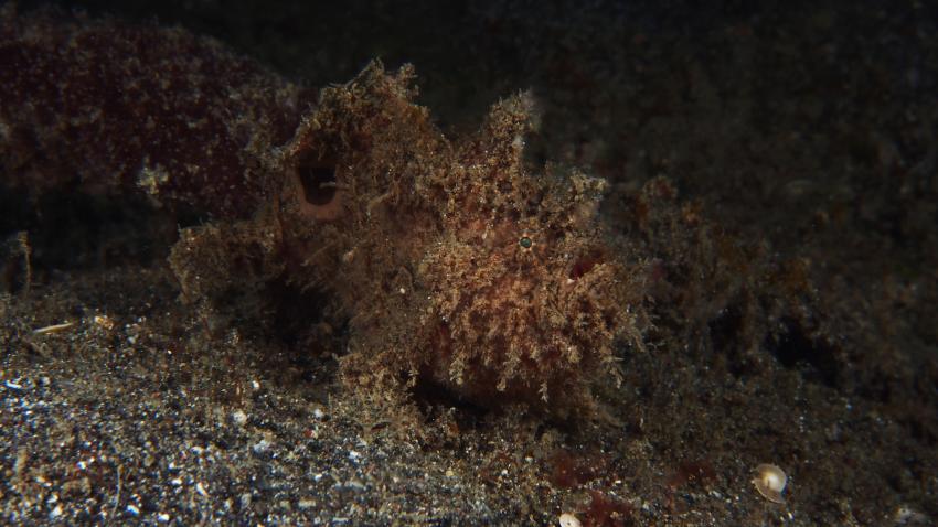 Frogfishmania Part 3, Lembeh Strait,Nord Sulawesi,Indonesien,zottliger Anglerfisch,Frogfisch