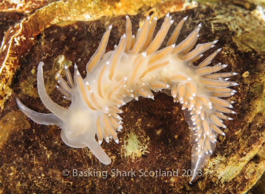 Coll Pier - Nudibranch, Nudibranch, Nacktschnecke, Isle of Coll  - Pier, Großbritannien, Schottland