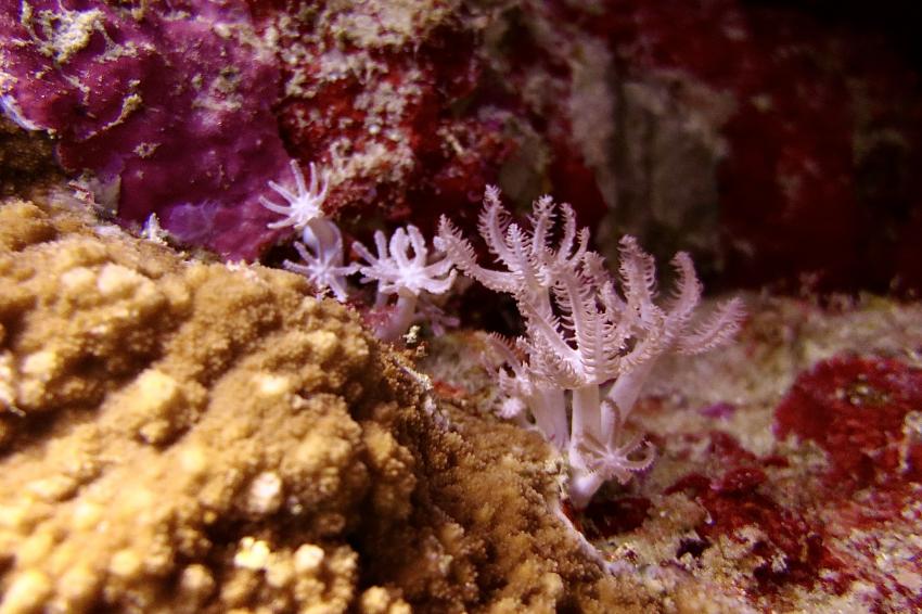 Ducks Diving Quesier at Rohanou Beach Resort, Ägypten, El Quseir bis Port Ghalib