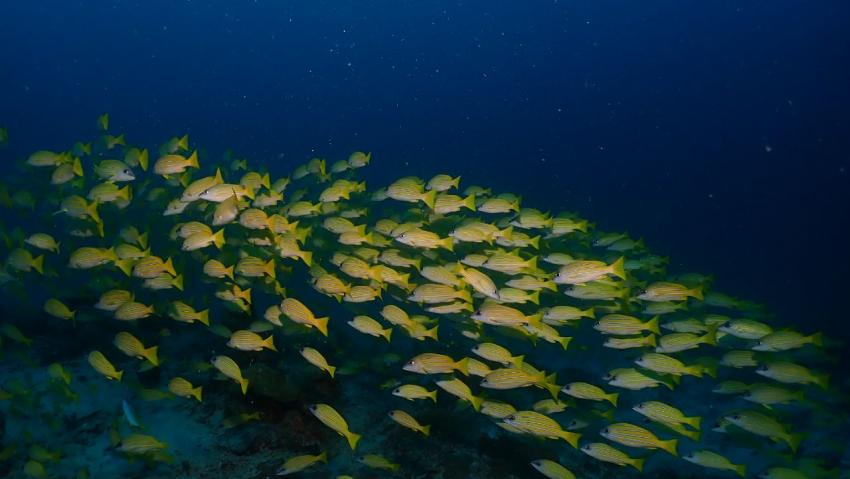 DivePoint Guraidhoo, Malediven