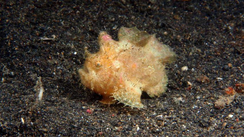 Frogfishmania Part 3, Lembeh Strait,Nord Sulawesi,Indonesien,Anglerfisch,Frogfisch