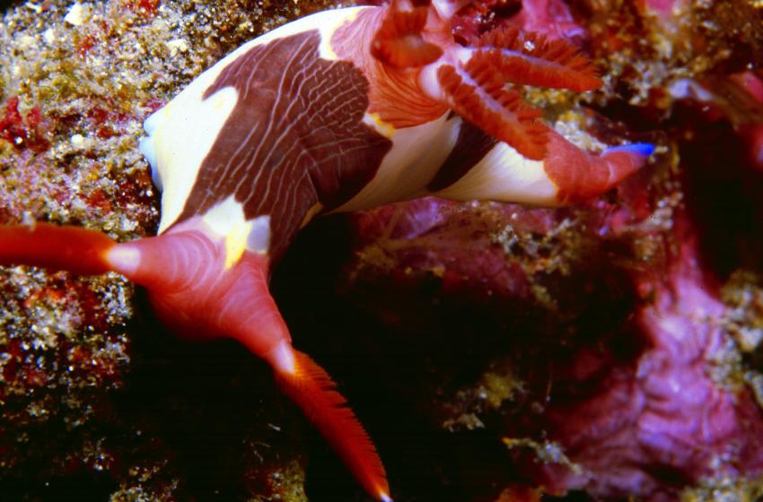 Komodo, Orca Dive Club Labuan Bajo Flores,Allgemein,Indonesien