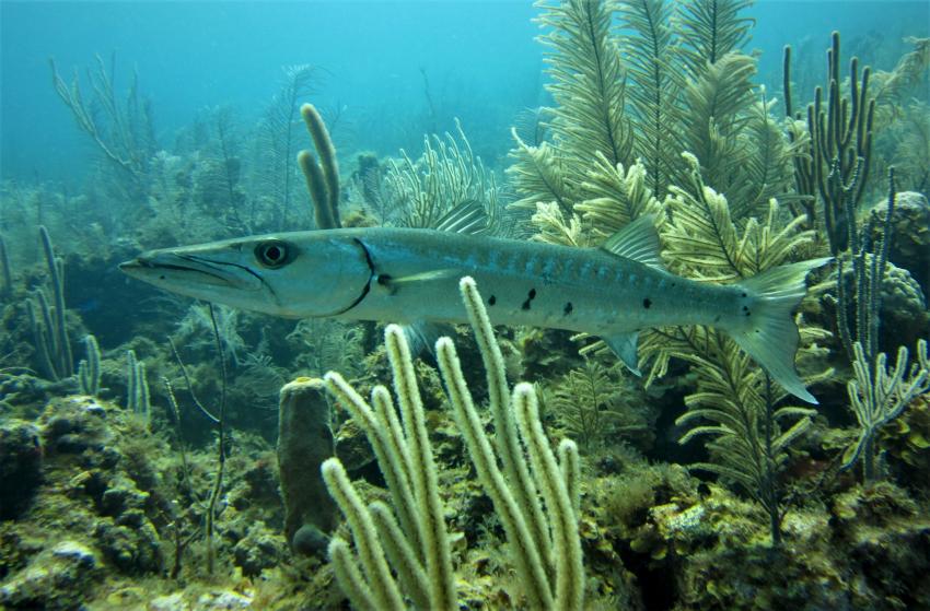 Great Barracuda, Felipes Diving, Providencia, Kolumbien