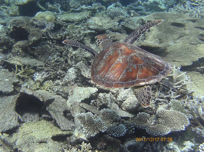 Schildkröte, Euro-Divers, Amari Havoddaa, Malediven
