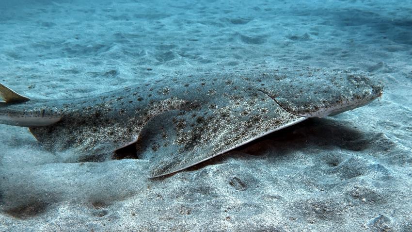 Fuerteventura Diving, Esquinzo, Spanien, Kanaren (Kanarische Inseln)