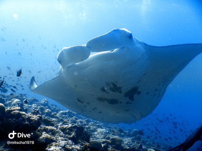 Shamar Divers Maamigili, Malediven