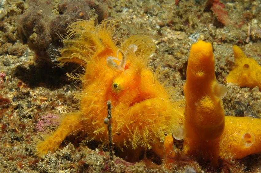 Diverse Tauchplätze. Unterkunft/Tauchschule Bastianos Resort, Lembeh, Lembeh Strait,Nord Sulawesi,Indonesien,gelber Anglerfisch