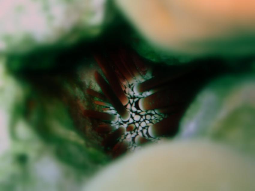 Brayka Bay, Brayka Bay,Ägypten