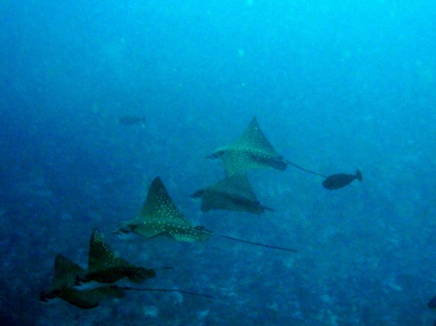 Muss man nicht erklären, Aeolus Diving, Fihalhohi, Malediven