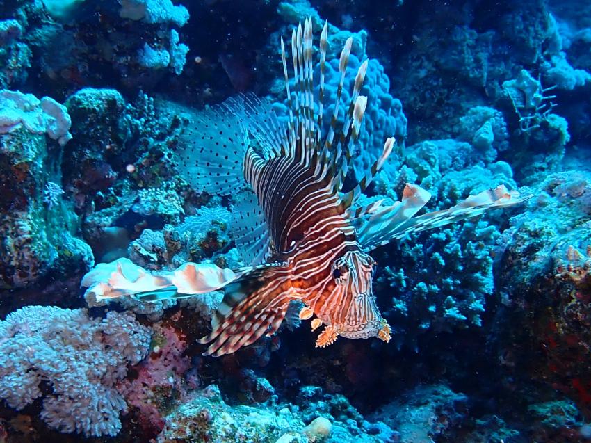 Atlantik Diving Center, Ägypten, El Quseir bis Port Ghalib