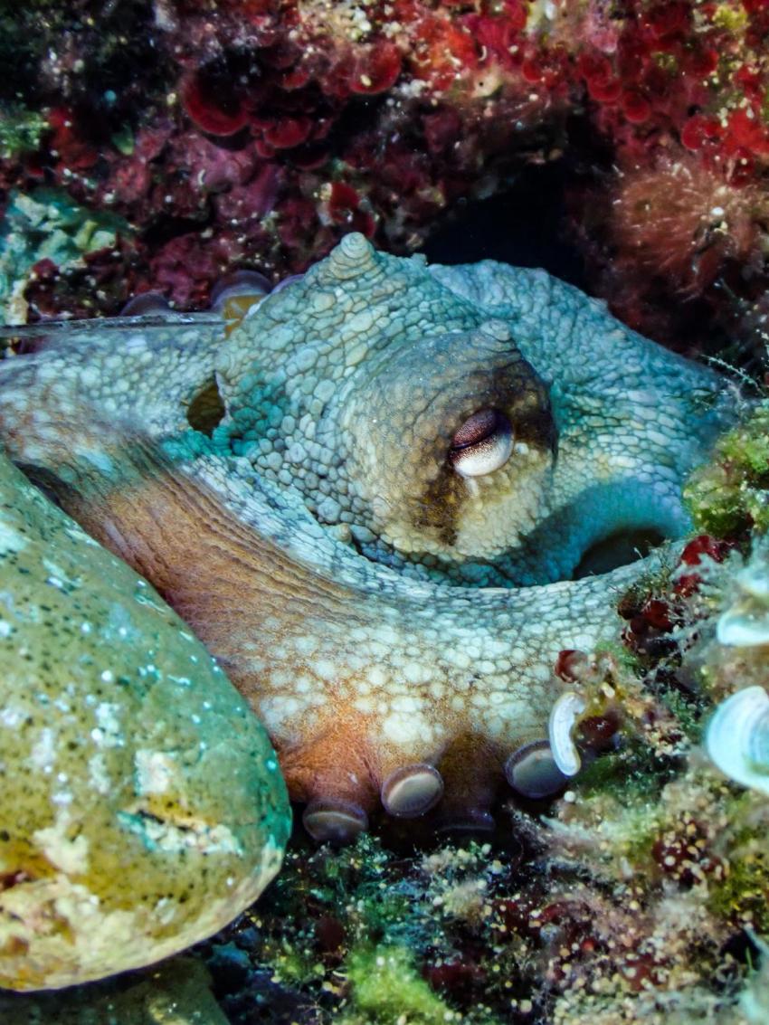 Oktopus, Utina Diving, Xlendi Bay, Gozo, Malta, Gozo