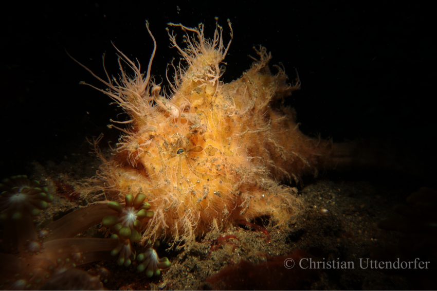 Frogfish, Anglerfisch, Bastianos Lembeh, Indonesien, Sulawesi
