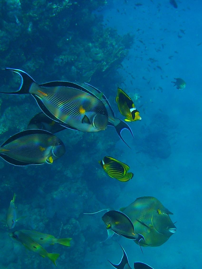 Brayka Bay, Brayka Bay,Ägypten