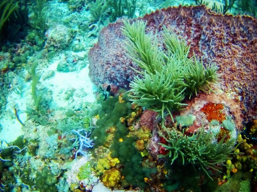 Bunte Korallengärten in Japanese Gardens, Extra Divers, Speyside, Tobago, Trinidad und Tobago