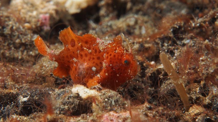 Frogfishmania Part 3, Lembeh Strait,Nord Sulawesi,Indonesien,Anglerfisch,Frogfisch