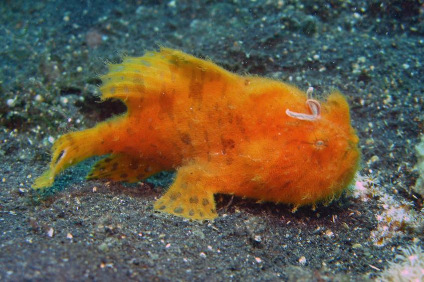 Lembeh / Diverse mit Bastianos